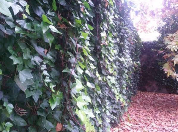 Hostal Ramon Y Cajal バリャドリド エクステリア 写真